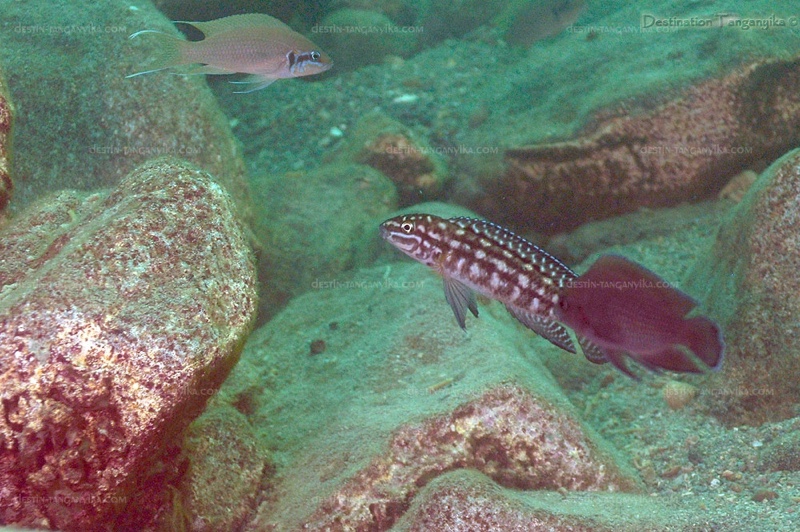 Julidochromis cf. marlieri 'Maleza Island'